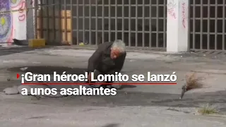 LOMITO SALVÓ A SU DUEÑO | No queremos llorar, pero este perrito es todo un héroe