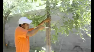 PROPAGACIÓN DE NOGAL PECANERO POR INJERTO DE CORTEZA.wmv