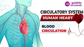 CIRCULATORY SYSTEM - HUMAN HEART | Cardiovascular System | Blood Circulation in Human Body