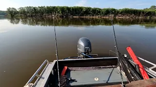 Сомы даже пообедать спокойно не дают!!! С праздником Вас Рыбаки!!!