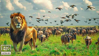 4K African Wildlife: The World's Greatest Migration from Tanzania to Kenya With Real Sounds #21