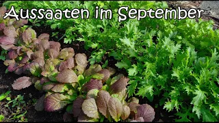 Aussaaten im September - was ihr jetzt noch säen könnt