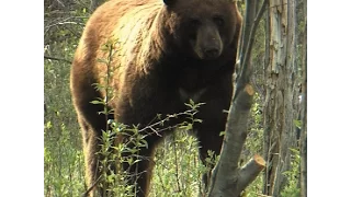 Saskatchewan Black Bear Hunting Part 2 Chambered for the Wild with Jim Benton