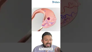 Menstrual Cycle for the USMLE | HyGuru