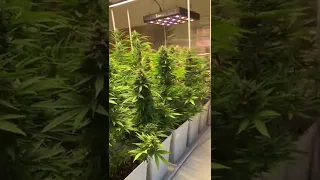 Auto Purple  Cannabis Indoor By Pyramid Seeds