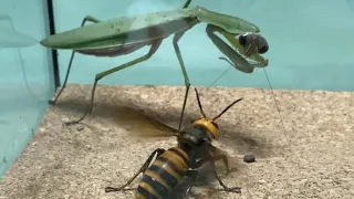【凶暴】オオカマキリvsオオスズメバチ Praying Mantis vs Giant Hornet【名勝負】【異種格闘技戦】