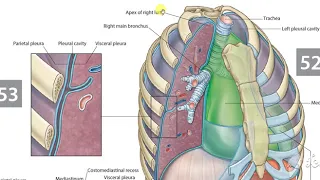 Pleura 1