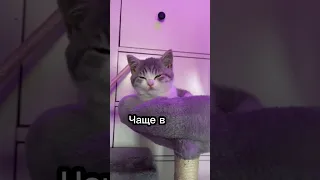 Как понять, что кошка заболела🤔😿 #catsfacts #cat