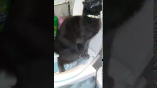 Kedi klozet eğitimi.citi kitty.cat