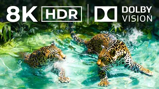 THE CRAZIEST Dolby Vision 8K HDR | with cinematic sound (Colorful Animal Life)