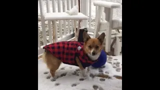 Luna meets snow for the first time.