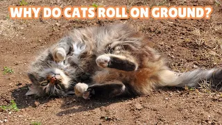 Why do Cats Roll on the Ground On Their Backs? 13 Reasons