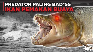 DILUAR NALAR! GOLIATH TIGERFISH SI IKAN PREDATOR PEMAKAN BUAYA DI SUNGAI KONGO AFRIKA