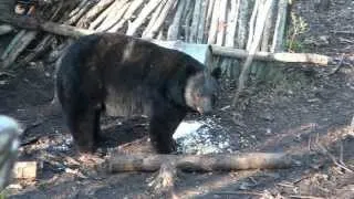 Hunt Record Book Black Bears with Mikes Outfitting Black Bear Hunting in Alberta Canada