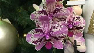 Шикарный завоз орхидей в Оби 13 ноября 2019 г Каттлеи, Биг липы, Фронтеры..