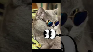 tente não rir🤣❤️ #pets #cat #catlover #funny #comedyfilms