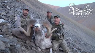 Wild Hunting in Turkey and Asia - Sheep Show Sponsor Video