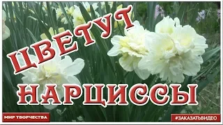 Видеофон Нарциссы ❃❃❃ Весенние футажи ❃❃❃Прекрасная музыка и красивые цветы ❃❃❃