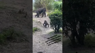Watch this wholesome moment of a mother gorilla saving it’s baby from falling down a hill.
