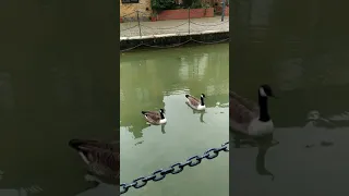 Two geese talking to each other🦆🦆