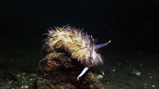 How voracious is the Shaggy Mouse Nudibranch?