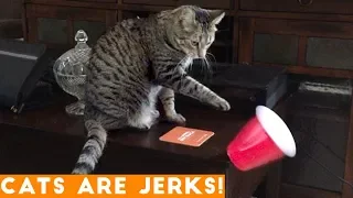 CATS ARE JERKS! Try Not to Laugh - Hilarious Grumpy Cats Compilation April 2018 | Funny Pets Videos