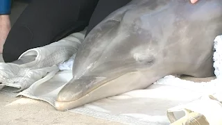 Rescued Dolphin Rehab and Update | SeaWorld Orlando