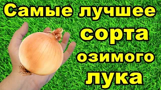 🌱Самые лучшие сорта озимого лука | Какой лук посадить под зиму