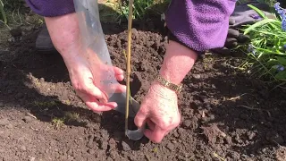 How to plant a tree (or whip)