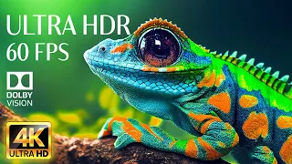 4K HDR 60fps Dolby Vision with Animal Sounds & Relaxing Music (Colorful Dynamic) #38