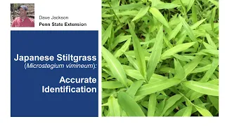 Japanese Stiltgrass: Accurate Identification