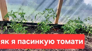 Пасинкування томатів. Як це роблю я? В кожного свій метод