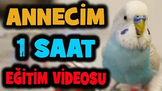 ANNECİM KELİMESİ KUŞ KONUŞTURMA EĞİTİMİ | DİNLETİN KESİN KONUŞSUN % 100 ETKİLİ