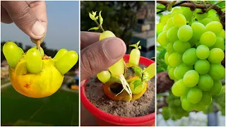 How To Grow Grapes From Grape Fruit in Eggs Using Eggplant | How To Plant Grapes | Growing Grapes