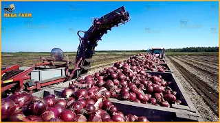 Harvesting Broccoli, Cabbage, Carrots, Onions With Machines Modern Agricultural Technology 2023