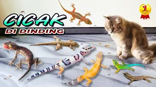 CICAK CICAK DI DINDING ~ Cicak & Tokek VS Kucing Persia