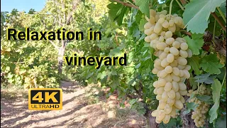 Relaxation in the vineyard | grapes garden 4K