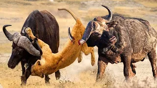 10 Horrific Moments When Deadly Horns Crush Predators, Wild Animals Battle