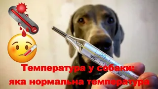 Температура у собаки Яка нормальна температура The temperature in dogs what normal temperature