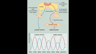 Állattan: Hormonrendszer