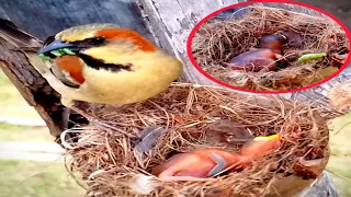 house-sparrow Birds Blue worms on bird nests#birds