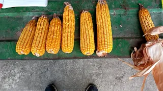 Yield checking corn with pro farmer tour method