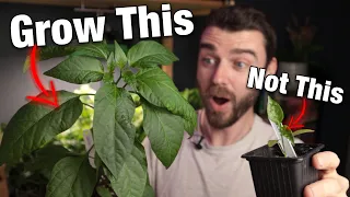 UK Chilli Growing Guide - Episode 4 | Grow Update | Amazing Pepper Plants