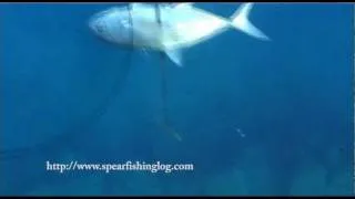 Spearfishing- Hierarchy of the fish!! - Pesca Submarina - Chasse sous marine