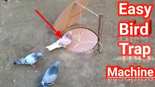 Pigeon trap | Bird trap easy homemade that work 100%