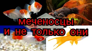 Необычный но очень красивый меченосец