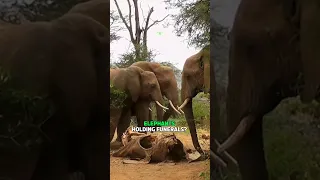 Elephant Mourning Rituals