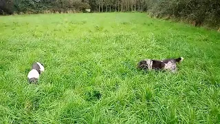 English Springer spaniel flushing pheasant