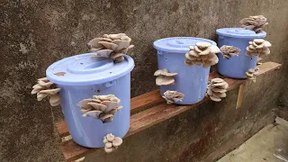 I wish I knew this method of growing this mushroom sooner - easily but harvested many times