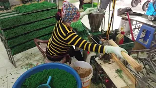 Green incense stick made in Vietnam | Whatsapp +84387366532